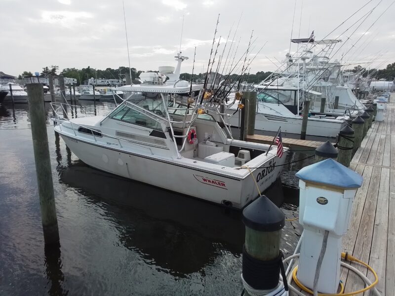 31 Whaler Orion
