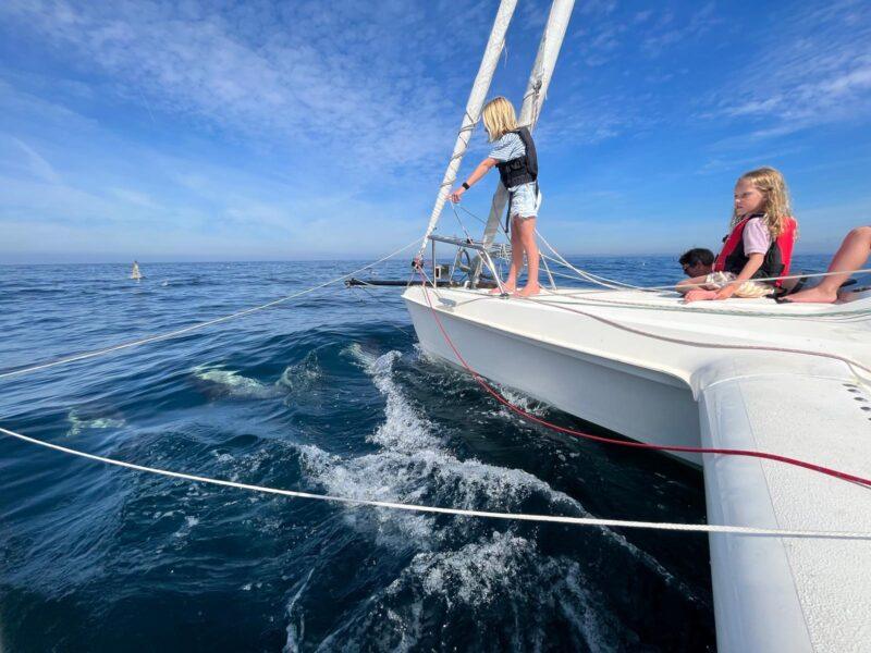 Dragonfly 800 swingwing mk3